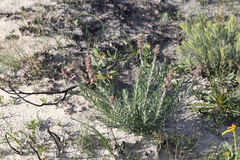 Hemiphora bartlingii