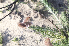 Hemiphora bartlingii