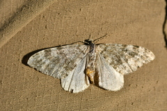 Entephria caesiata
