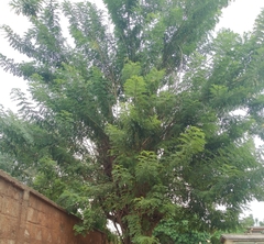 Magnoliopsida