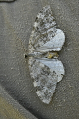 Entephria caesiata