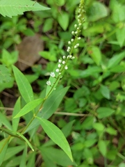 Lysimachia fortunei