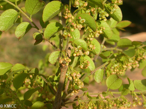 Phyllanthus fuscoluridus image