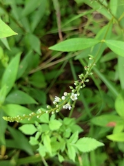 Lysimachia fortunei