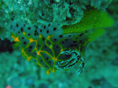 Halgerda wasinensis