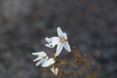Drosera prophylla
