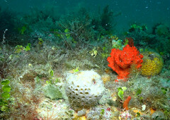 Cinachyrella