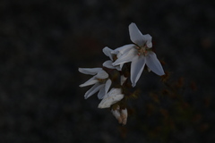 Drosera prophylla