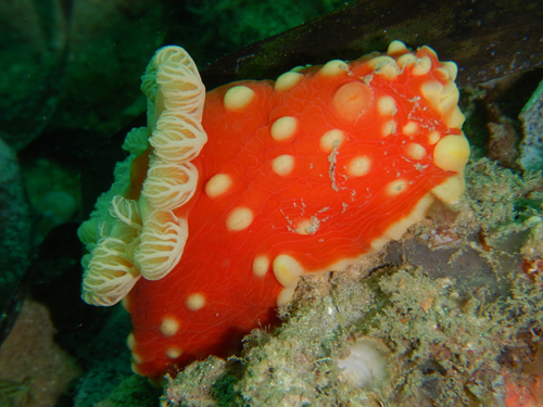 Gymnodoris aurita