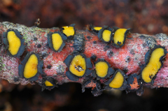 Coccomyces castanopsidis