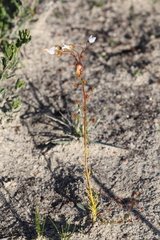 Drosera prophylla