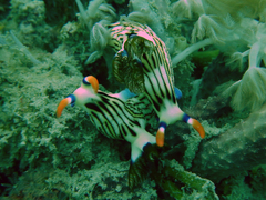 Nembrotha aurea
