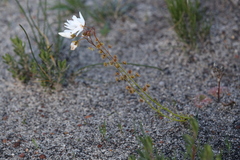 Drosera prophylla