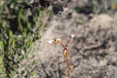 Drosera prophylla