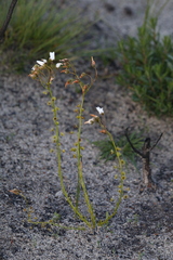 Drosera prophylla