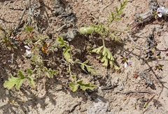 Pelargonium carnosum carnosum