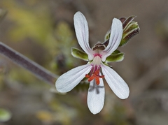 Pelargonium carnosum carnosum