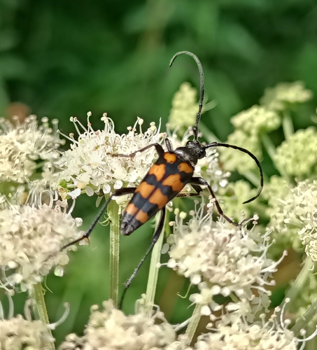 Four-banded longhorn beetle photo 6