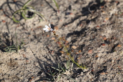 Drosera prophylla
