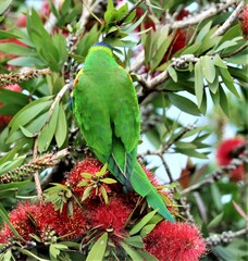 Trichoglossus moluccanus moluccanus