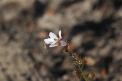 Drosera prophylla