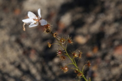 Drosera prophylla