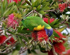 Trichoglossus moluccanus moluccanus