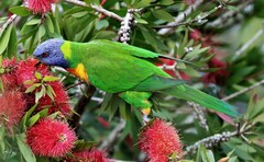 Trichoglossus moluccanus moluccanus