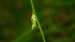 Carex formosa
