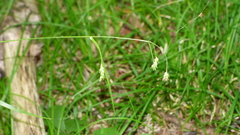 Carex formosa