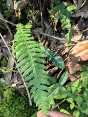 Phegopteris decursive-pinnata