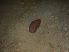 Pseudobiceros fulgor