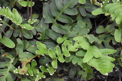 Pleopeltis polypodioides