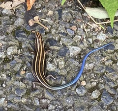 Plestiodon japonicus