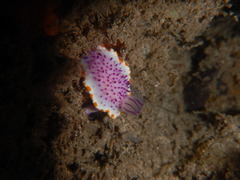 Mexichromis mariei