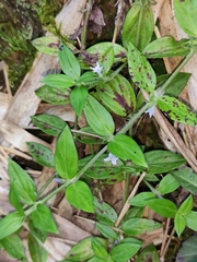 Exallage chrysotricha