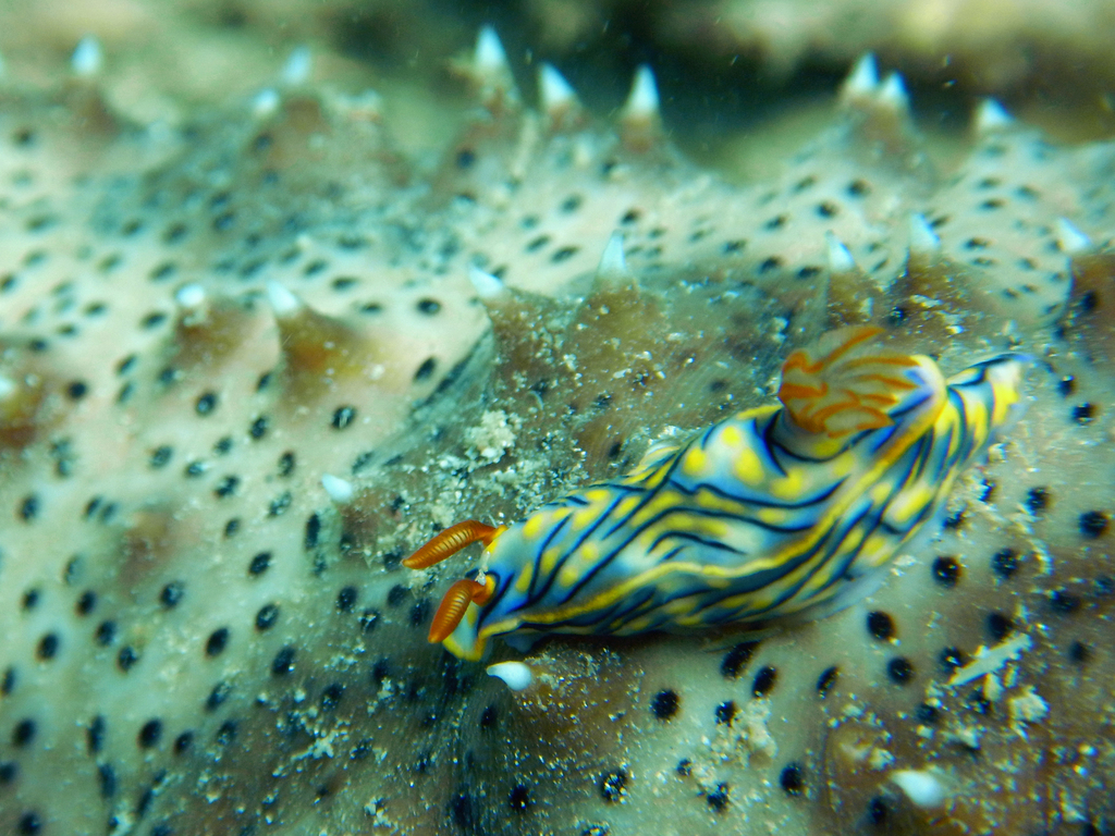Black-striped Split-tooth Dorid