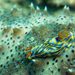 Hypselodoris nigrostriata - Photo (c) Ewout Knoester, some rights reserved (CC BY-NC), uploaded by Ewout Knoester