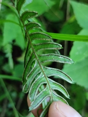 Pteris semipinnata