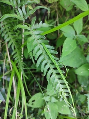 Pteris semipinnata