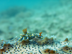 Hypselodoris nigrostriata
