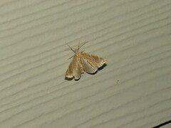 Eulithis molliculata