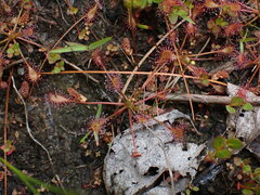 Drosera intermedia