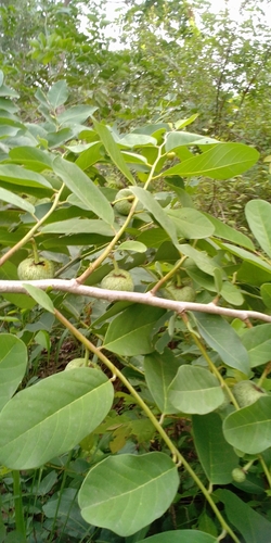 wild custard-apple
