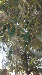 Quercus virginiana
