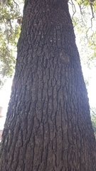 Quercus virginiana
