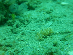 Phyllodesmium