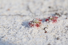 Drosera eneabba