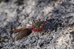 Drosera eneabba