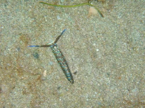Cerberilla affinis